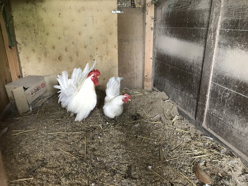 鶏はやっぱりかっこいい 群馬県高山村 地域おこし協力隊 西山大樹 Note 鶏はやっぱりかっこいい 群馬県高山村 地域おこし協力隊 西山大樹 Note