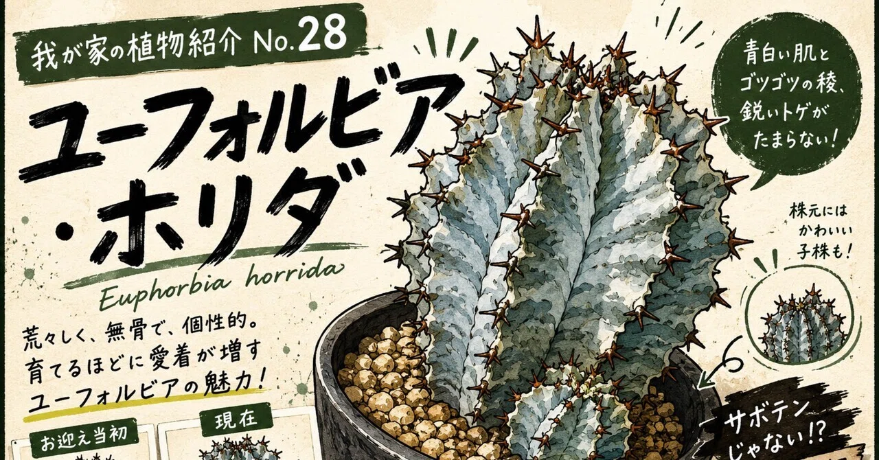 No.28 我が家の植物紹介「ユーフォルビア・ホリダ」｜マキ爬虫類飼育部屋