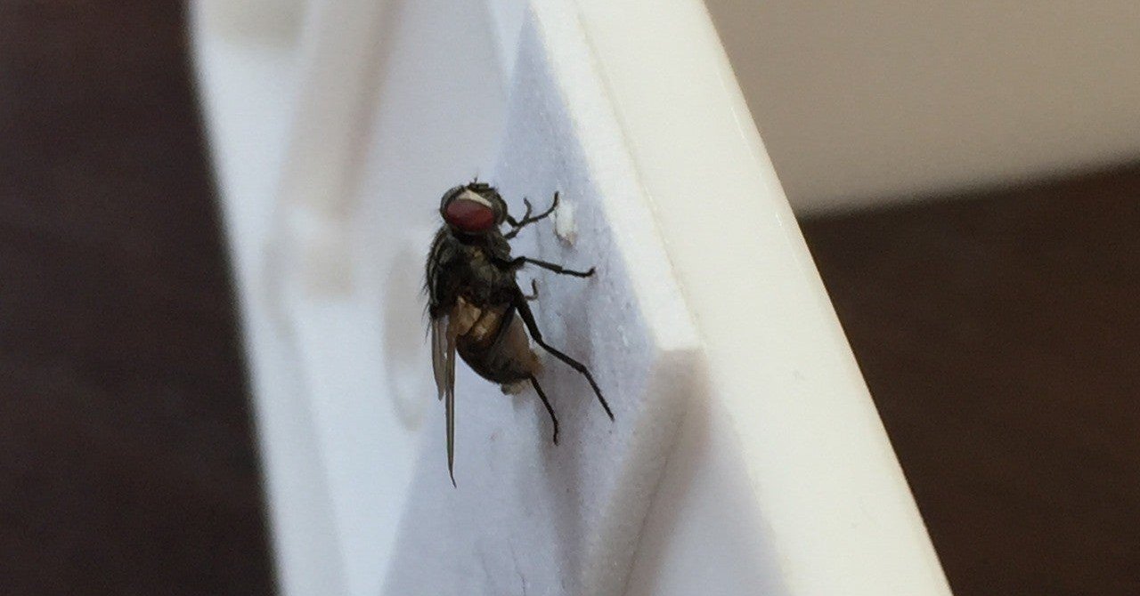 ハエの死 Cherry 暮らすルームの中の人 Note