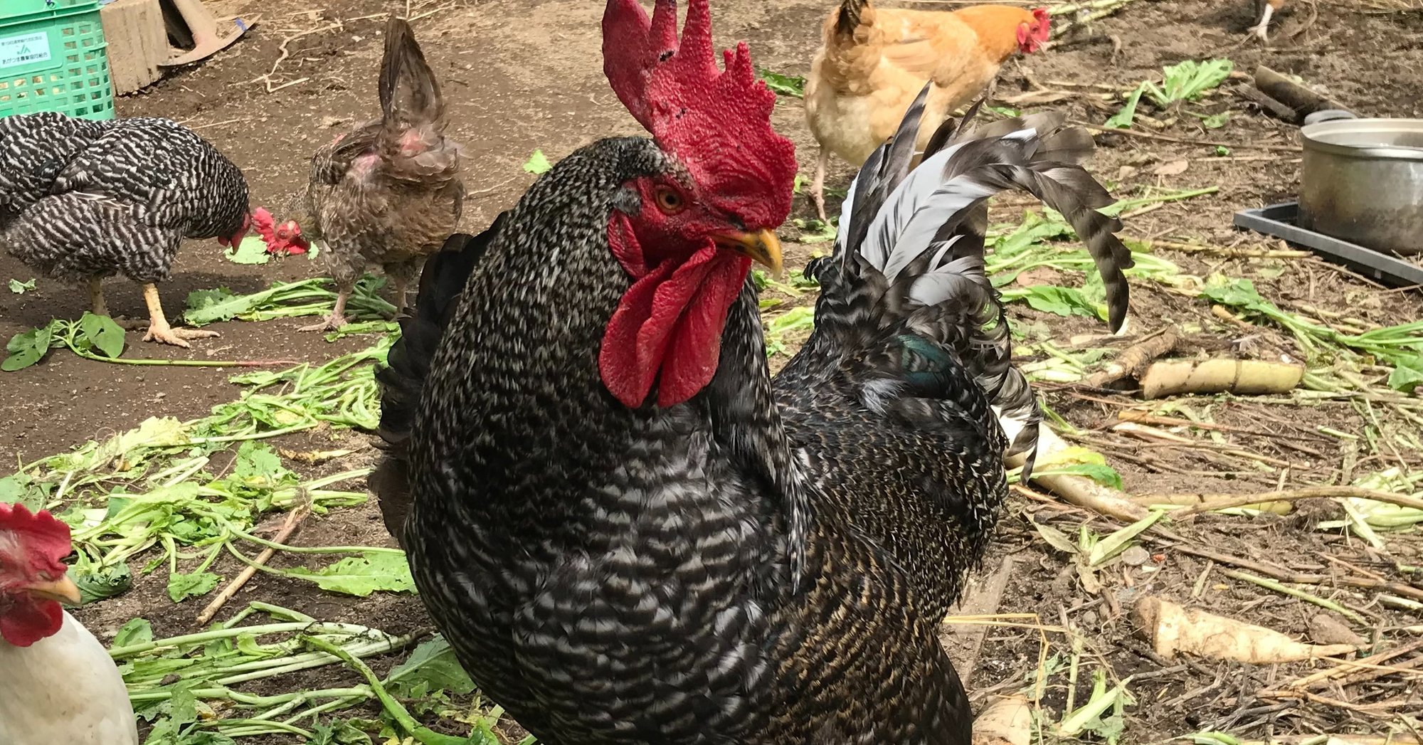 鶏はやっぱりかっこいい 高山村地域おこし協力隊 西山大樹 Note 鶏はやっぱりかっこいい 高山村地域おこし協力隊 西山大樹 Note