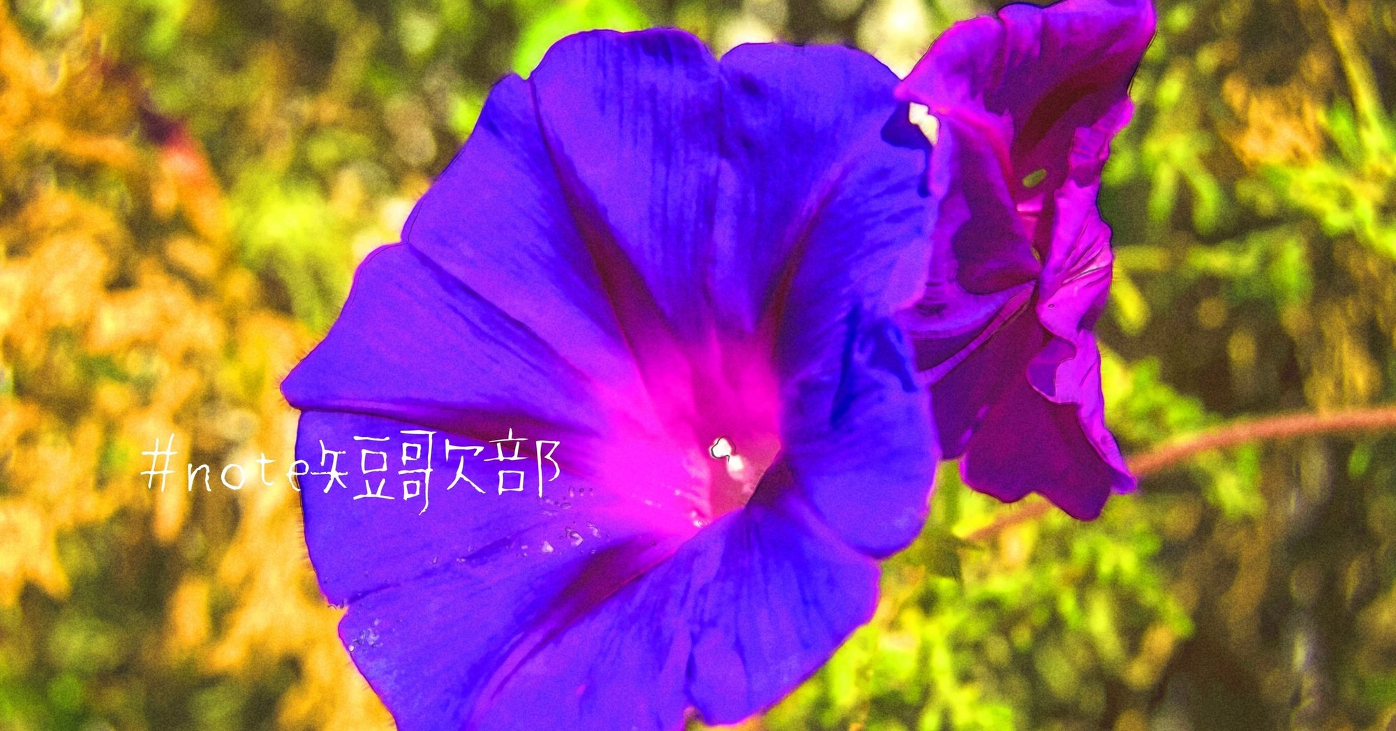 7月6日 誕生花は朝顔 Note短歌部 御子柴 流歌 Note 7月6日 誕生花は朝顔 Note短歌部 御子柴 流歌 Note