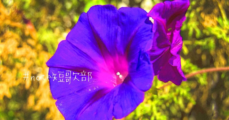 7月6日 誕生花は朝顔 Note短歌部 御子柴 流歌 Note