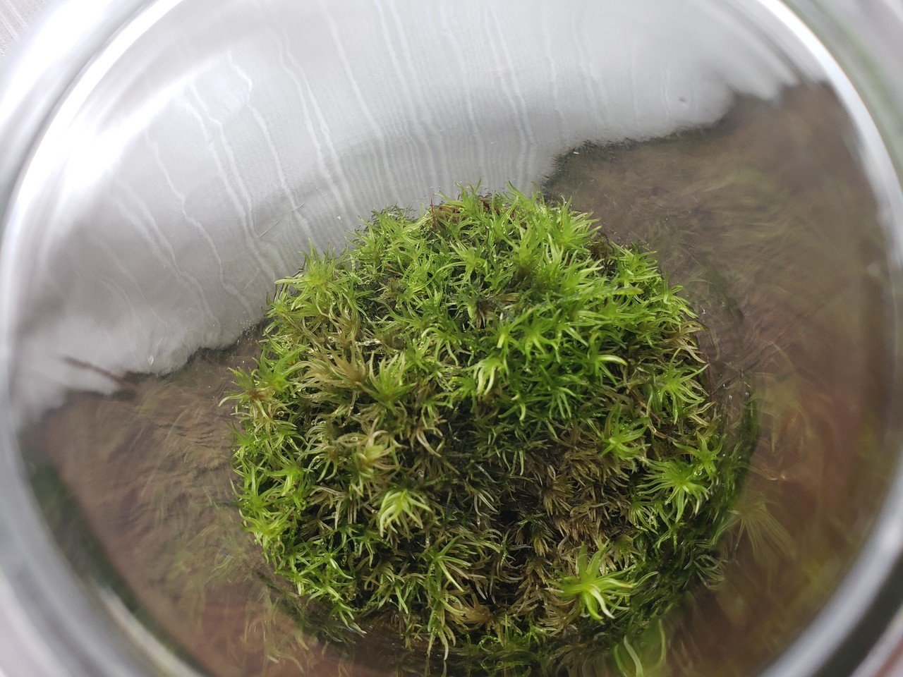 苔の観察日記 Aida Note 苔の観察日記 Aida Note