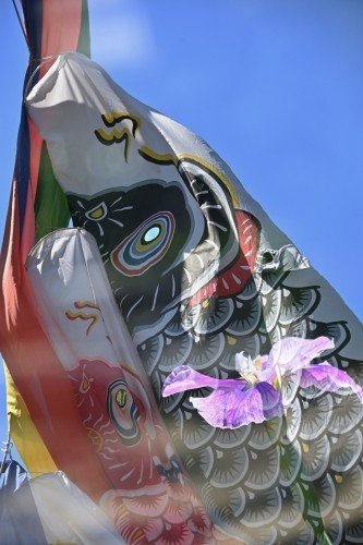 多重露出と画像編集ソフトの違いは 鯉のぼりと花菖蒲の別パターンです みのすけ Note