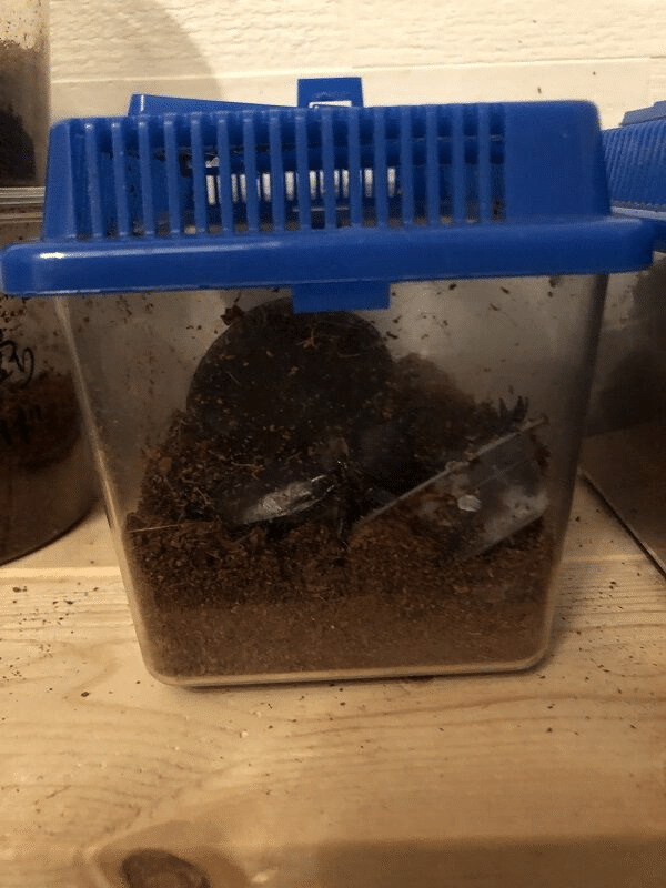 カブトムシの飼い方 基本編 Xinchang Note カブトムシの飼い方 基本編 Xinchang Note