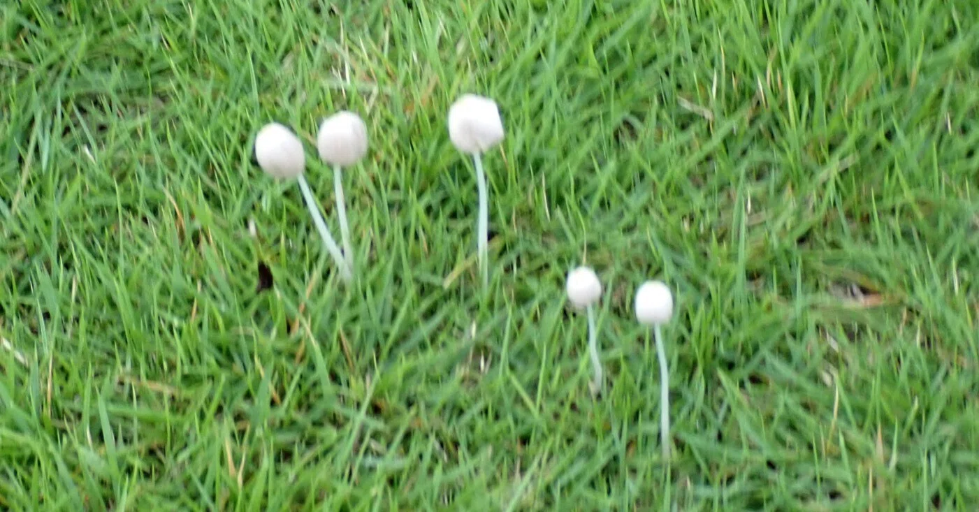 芝生 に 生える キノコ