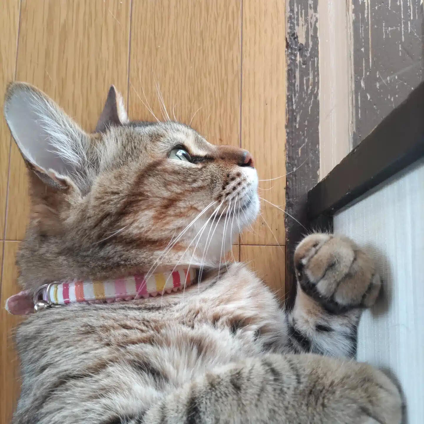 あお@♪