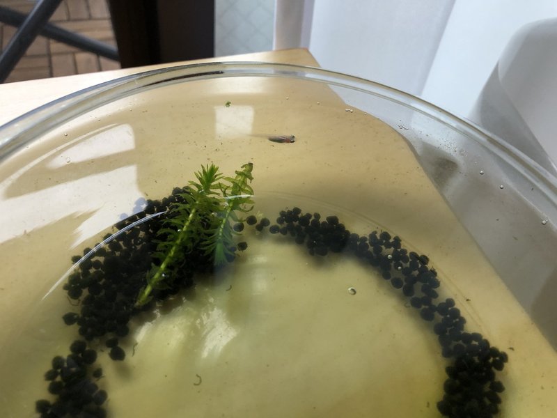 水槽の立ち上げ その1 ぬまちん Note