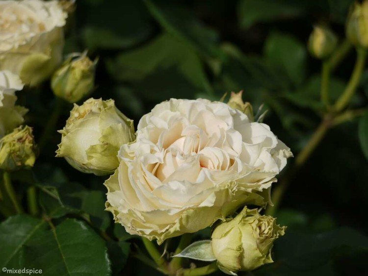 2014年5月　神代植物園