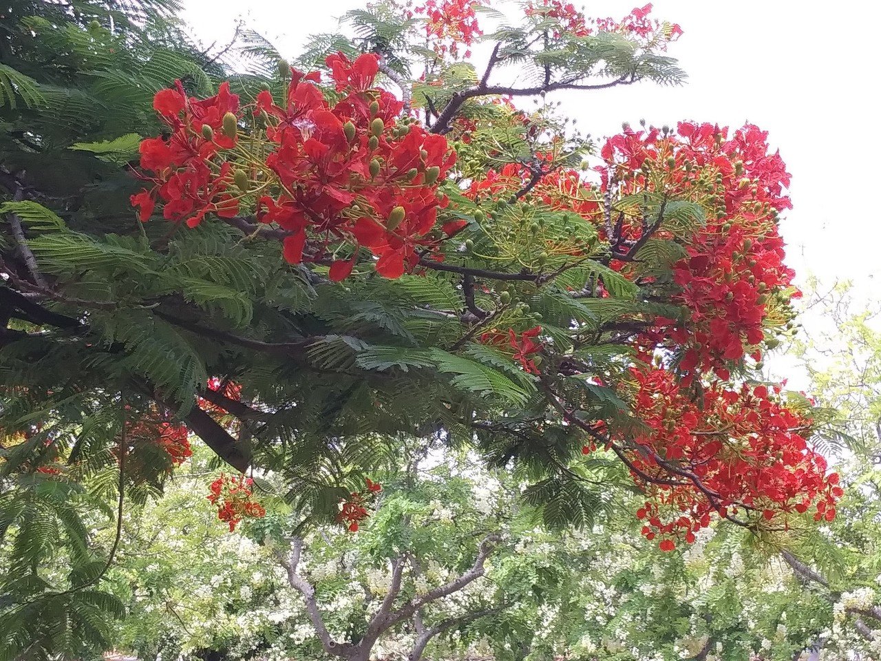 今のハワイ 赤い花と 白い花の木 Ku クー To Stand Kahale Uchi Note