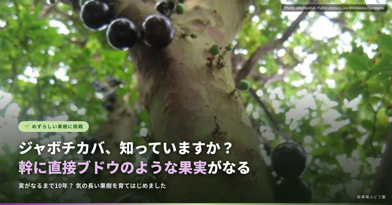 ジャボチカバって聞いたことありますか？幹に直接ブドウがなる不思議な
