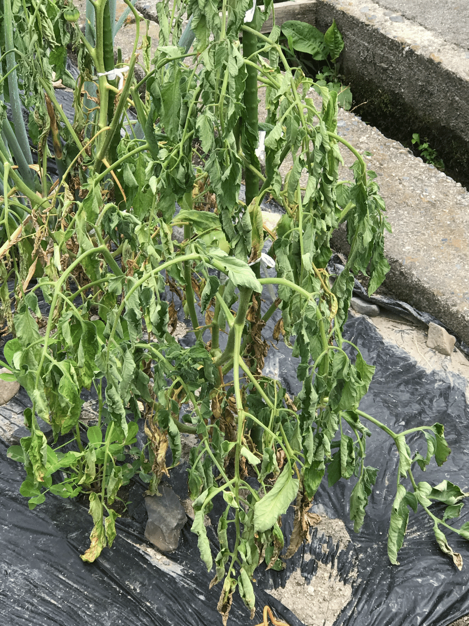 雨の日のゴーヤ 飯野 修 Note 雨の日のゴーヤ 飯野 修 Note