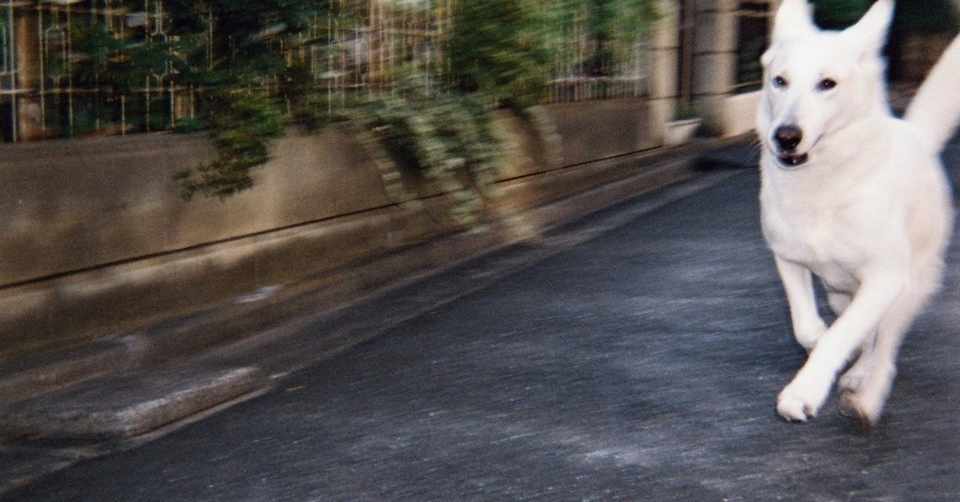 脱走犬 オギャ美 Note