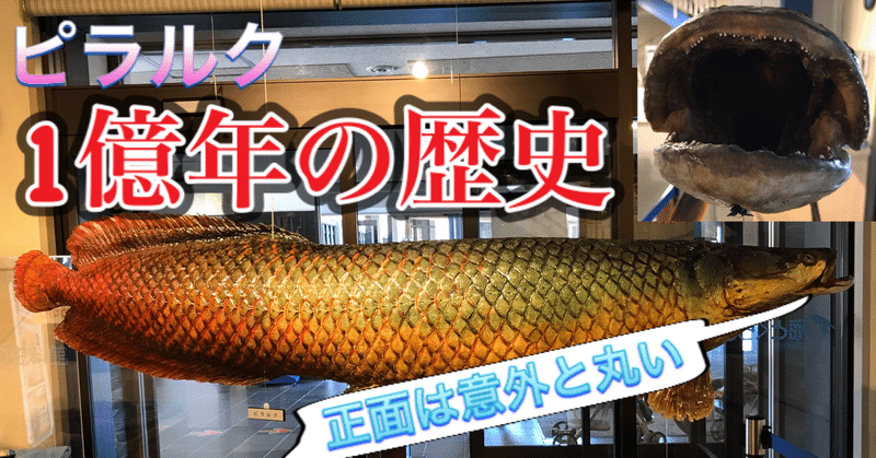 舌が骨 生きる化石 ピラルク 釣り 山阿呆の大学生 Note