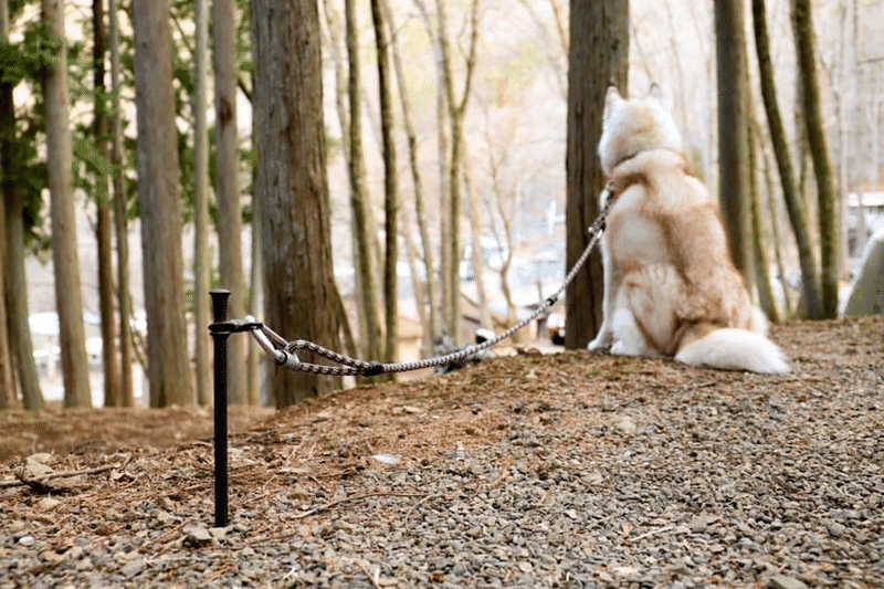 犬連れキャンプでの便利グッズpart3 Paw Campers Note