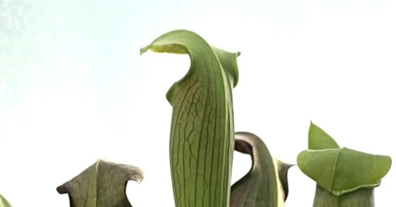 専用　ゾル大佐　ジャガーマン　テレビバエ　サラセニアン サラセニア』 この植物の名を初めて知ったのは仮面ライダーからだった