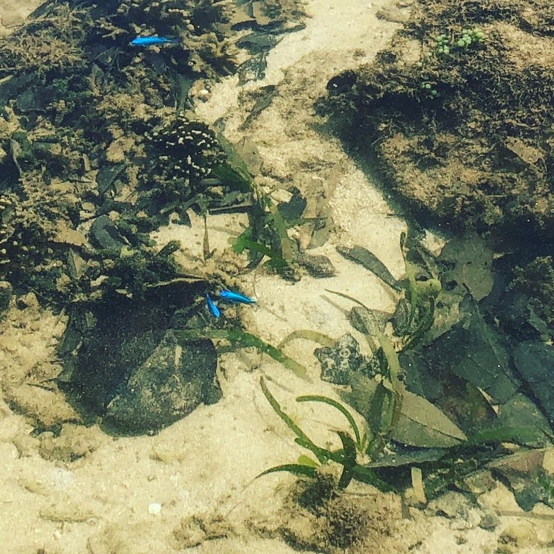 シャコ貝が採れるんだって Tatsuya Sato おちゃ と おさけ と ごはん Imadomare 21夏open Note