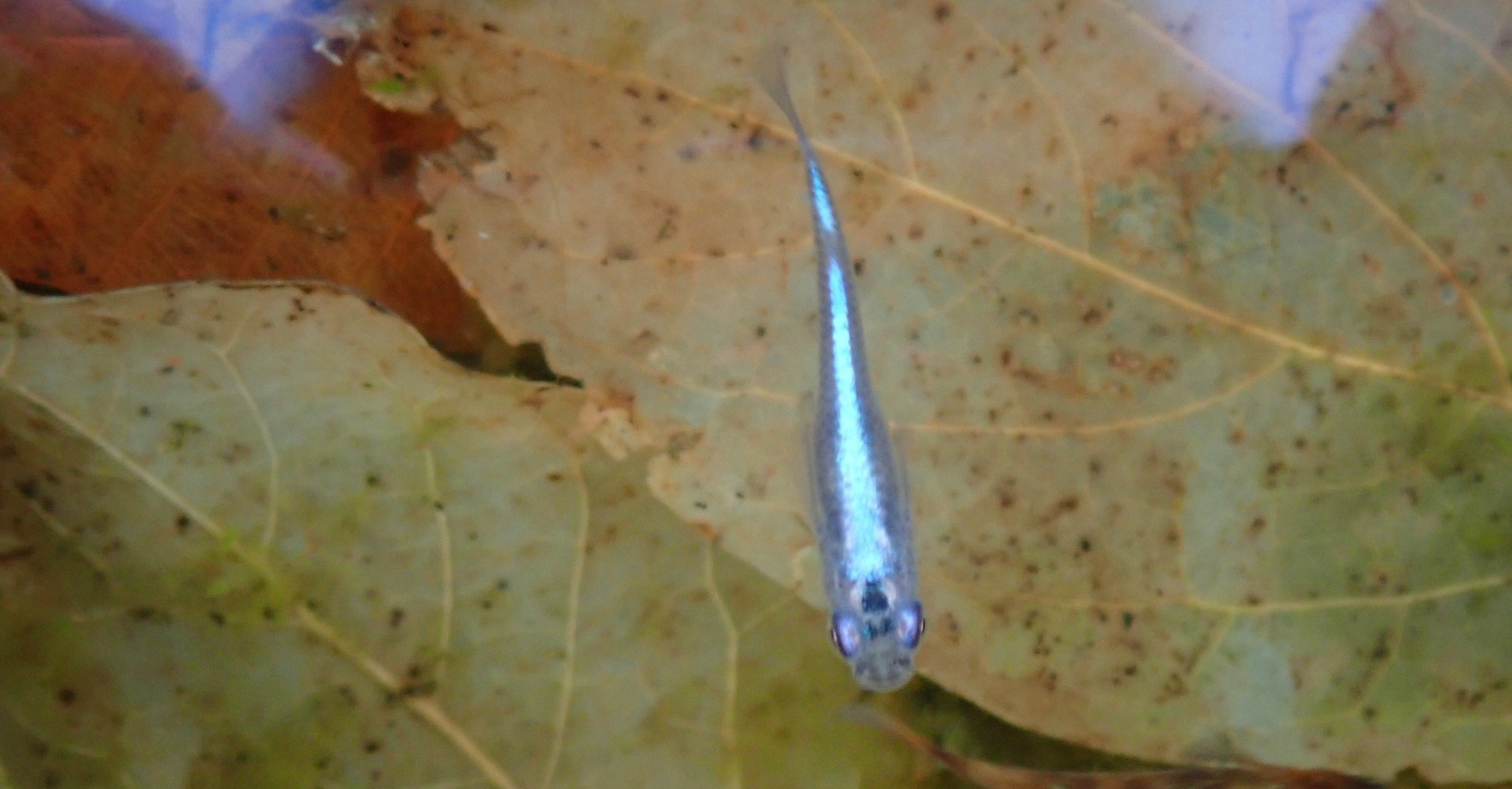 メダカの水槽に油膜 つき Note