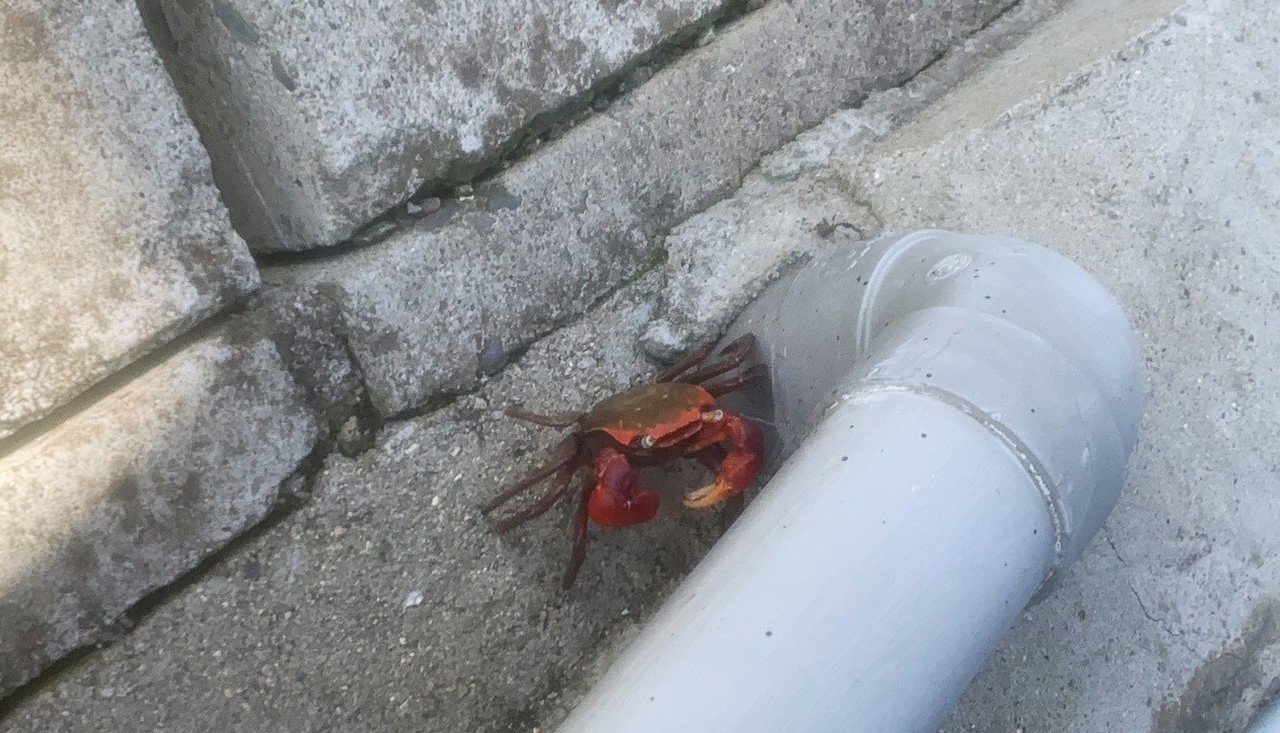 60点日記シリーズ 鯛 しまだあや 島田彩 Note 60点日記シリーズ 鯛 しまだあや 島田彩 Note