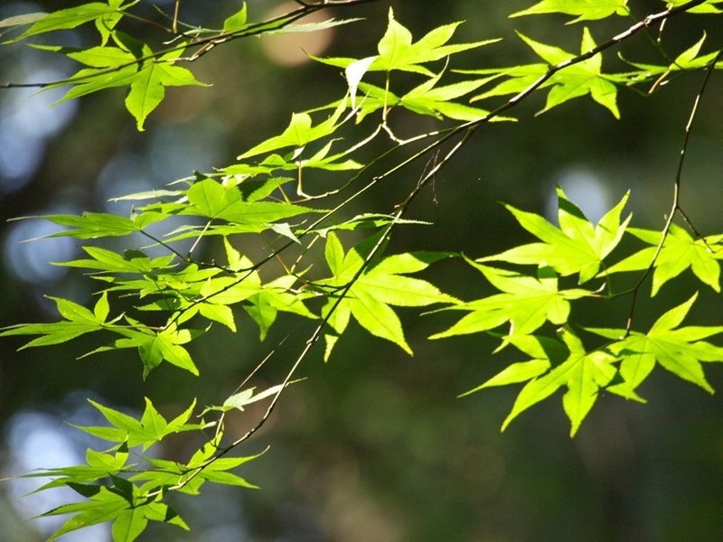 緑の紅葉 E V ジュニア Note