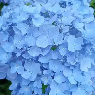ナル