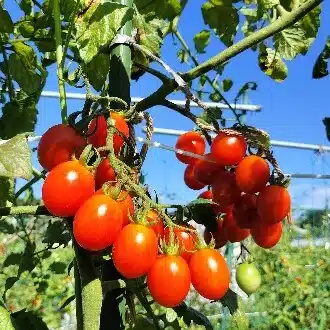 スーさんの菜園生活物語