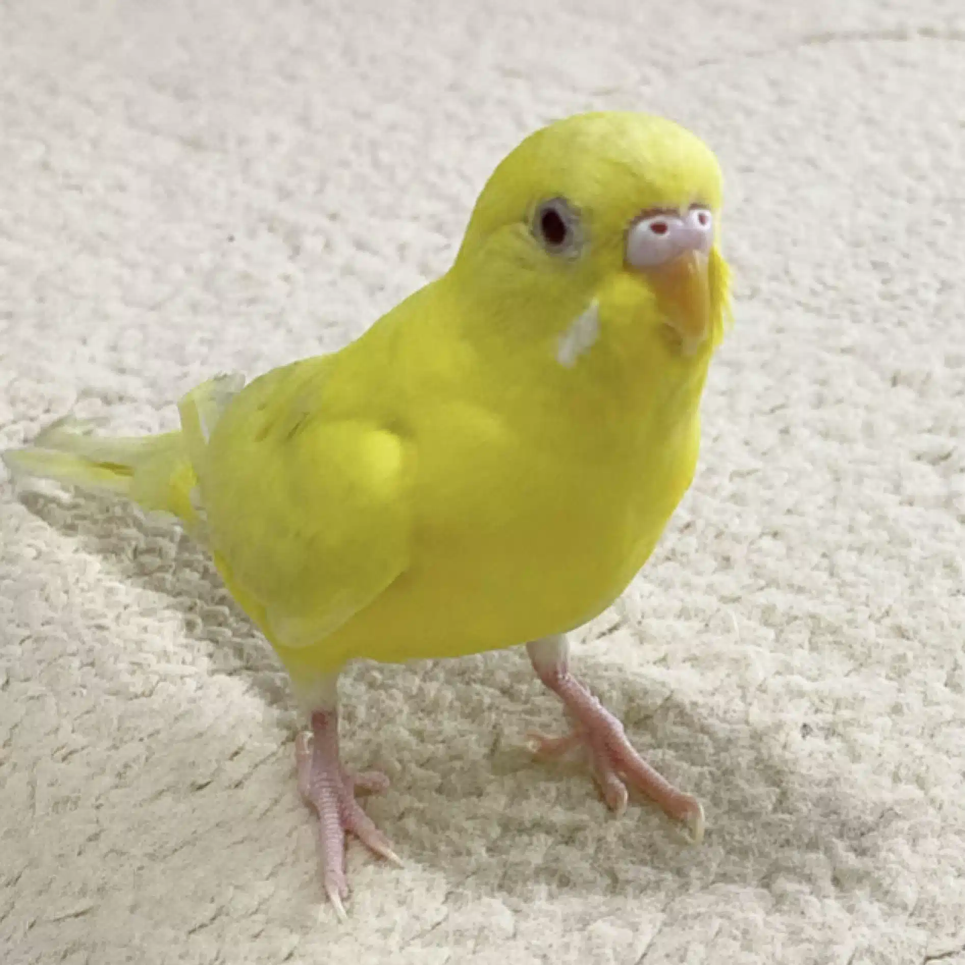 つむぎ