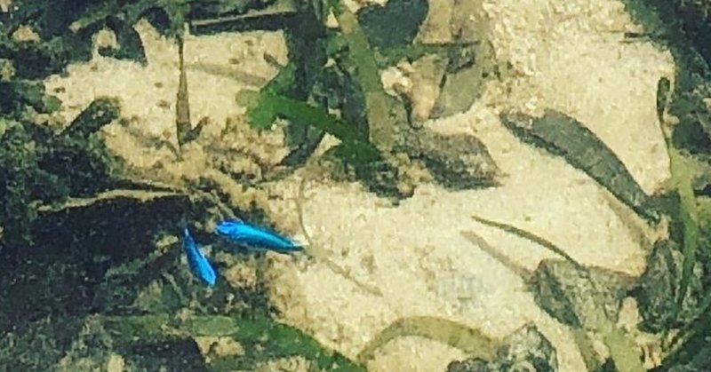 シャコ貝が採れるんだって Tatsuya Sato おちゃ と おさけ と ごはん Imadomare 21夏open Note