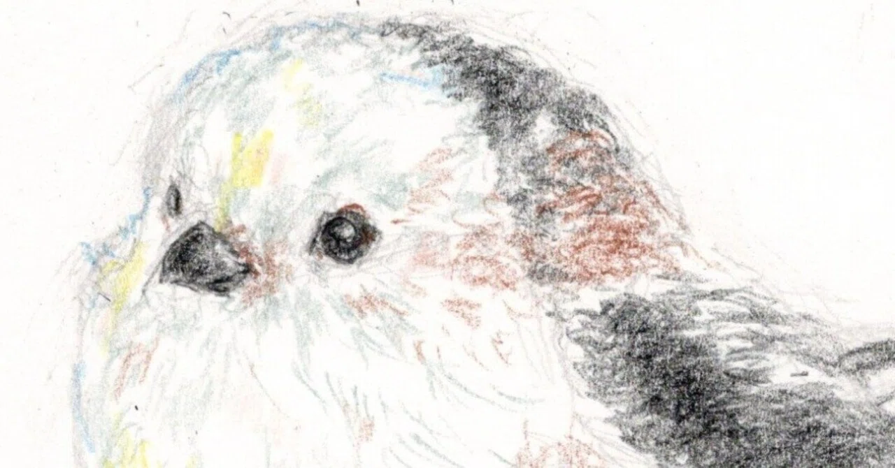 もふもふ特等席 色鉛筆画 もふもふ特等席 色鉛筆画 もふもふ特等席 色鉛筆画 もふもふ特等席