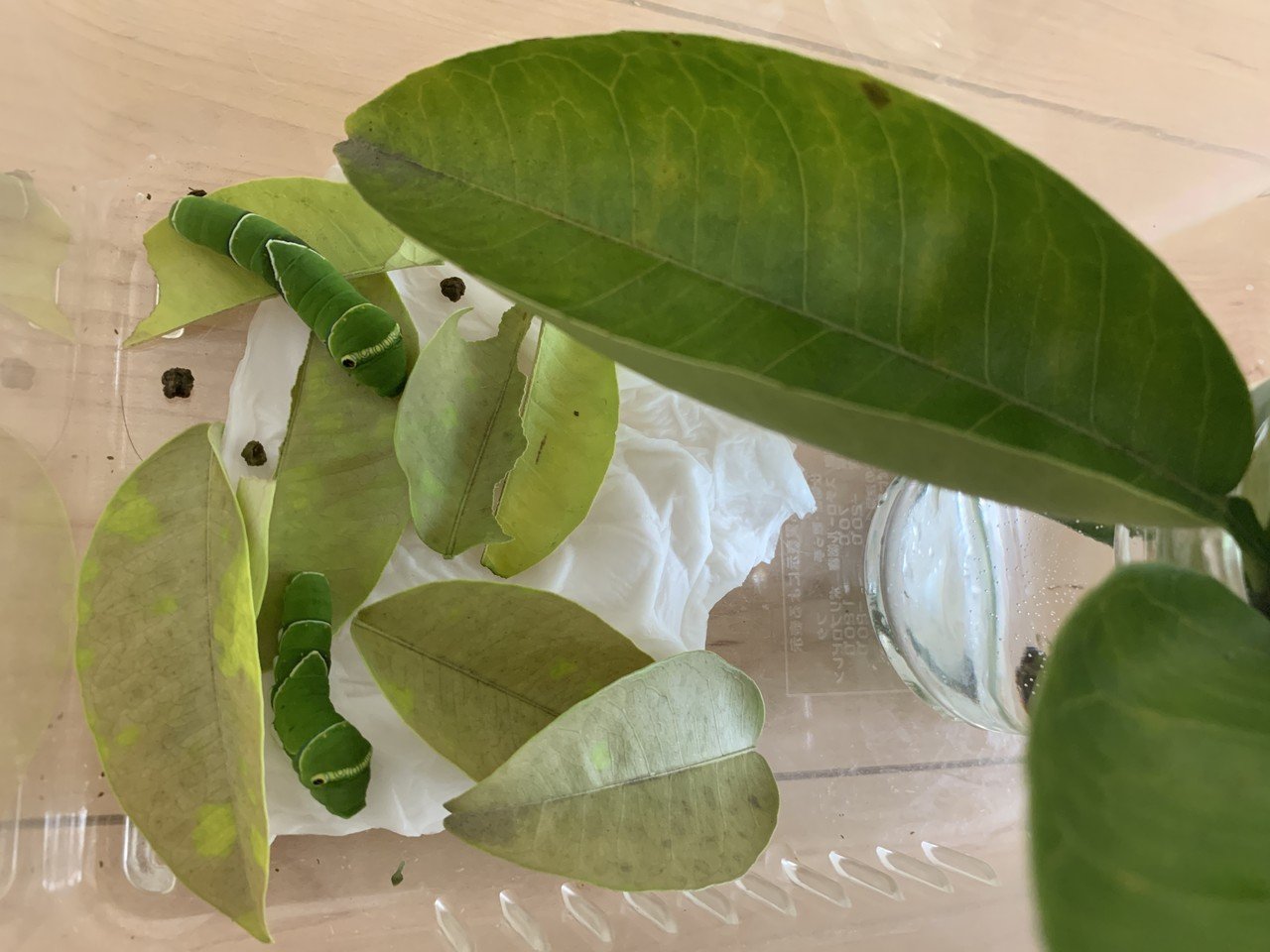 エリック カールの気持ち 空木マイカ Note エリック カールの気持ち 空木マイカ Note