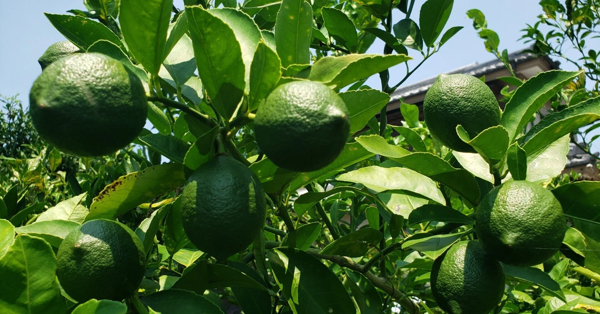 レモンは8月に「4つのこと」をやるだけで来年実が付きます｜ふかや村