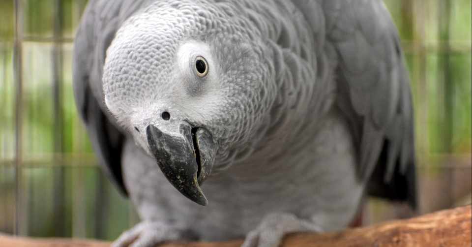 オウムのヨウム 頭脳は鳥界no 1 けんすけ Note