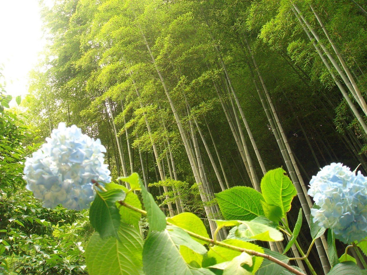 明月院3_紫陽花と竹林