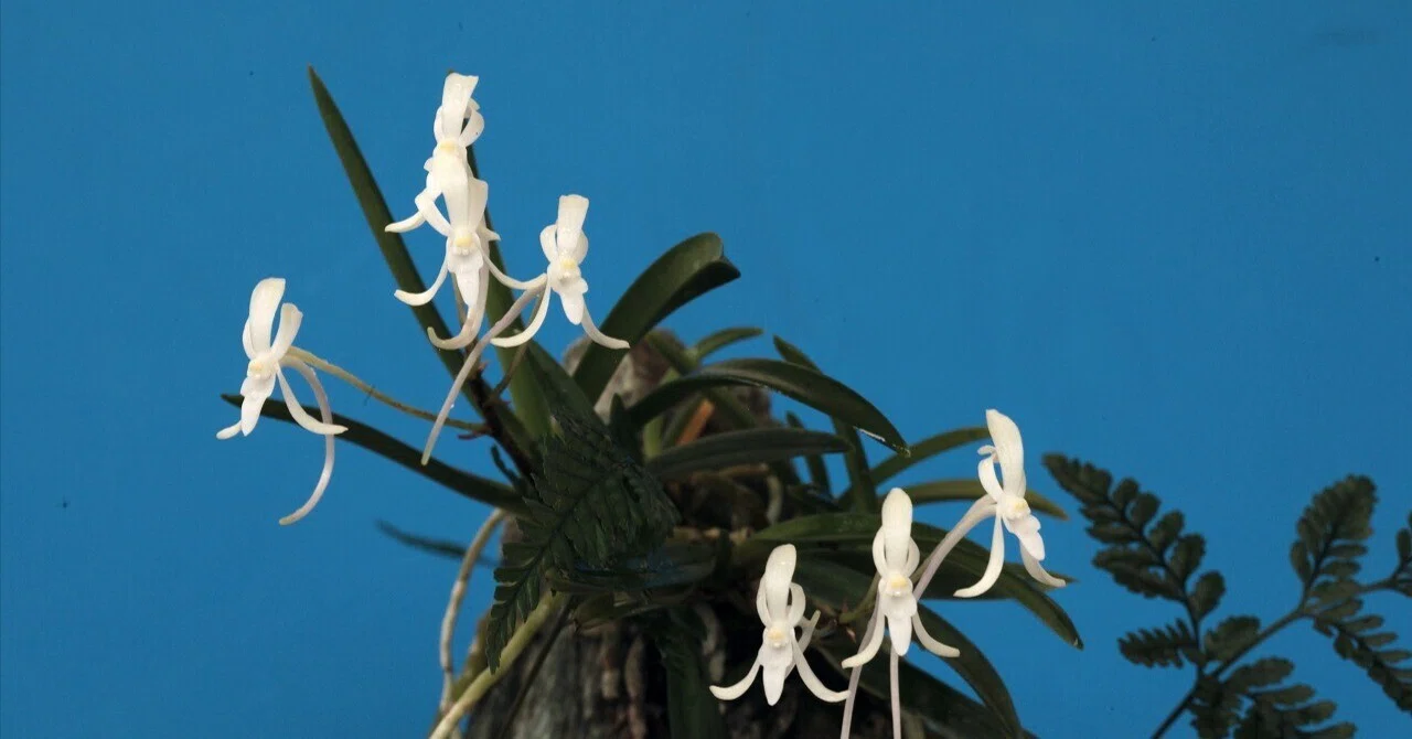フウラン「山採り石付け(徳島産)」の花(過去の画像倉庫から)｜KJ Morison