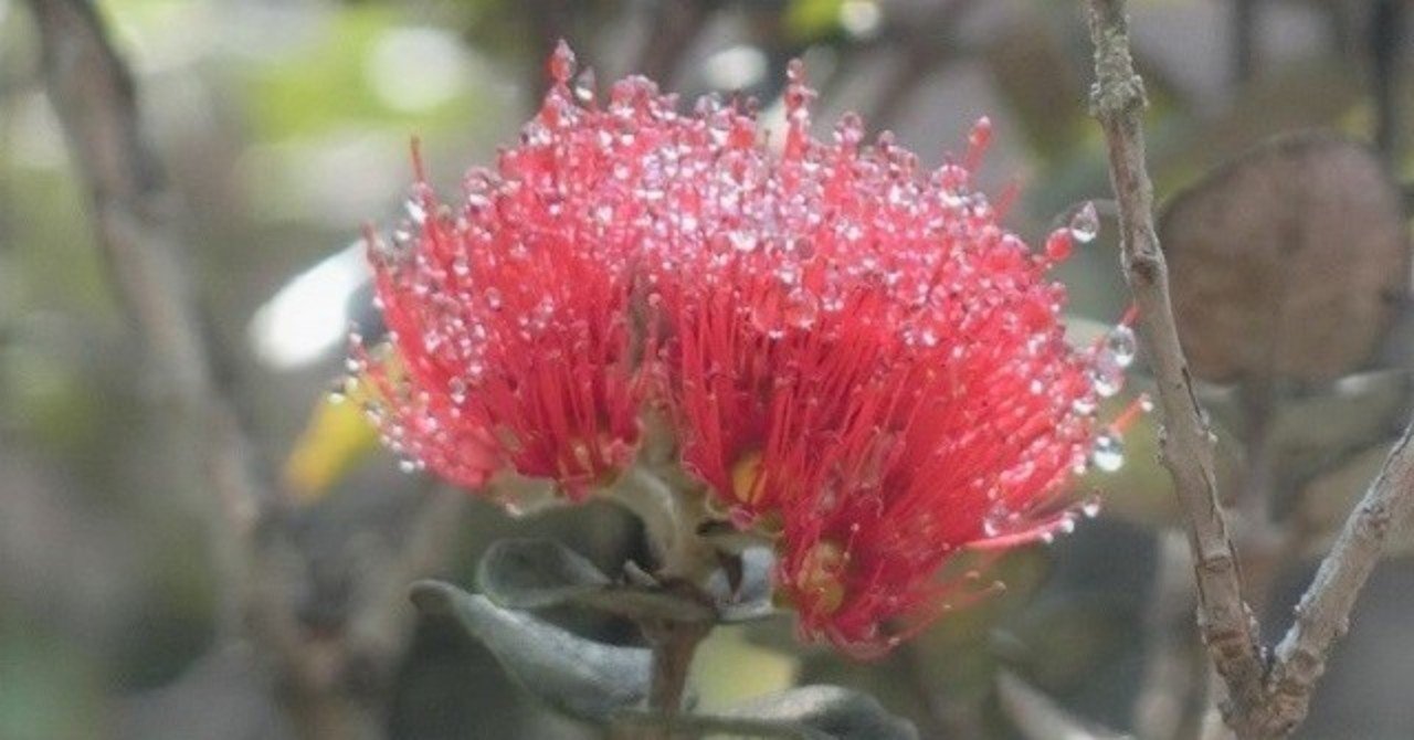 火の女神ペレが愛したオヒア レフア Yass Aloha Connector Note