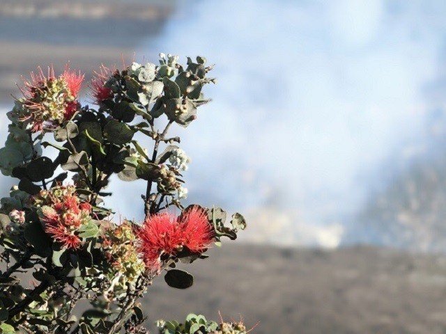 火の女神ペレが愛したオヒア レフア Yass Aloha Connector Note