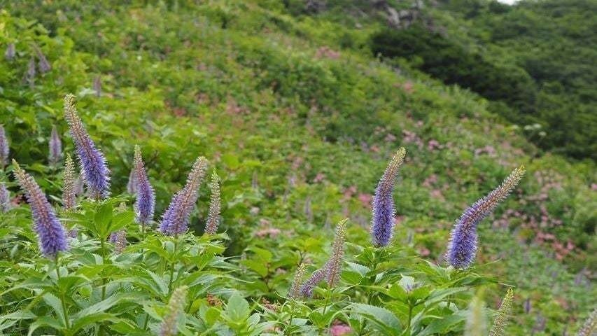 募集 登山学校 エコツアー 大山ゲストハウス寿庵 Note