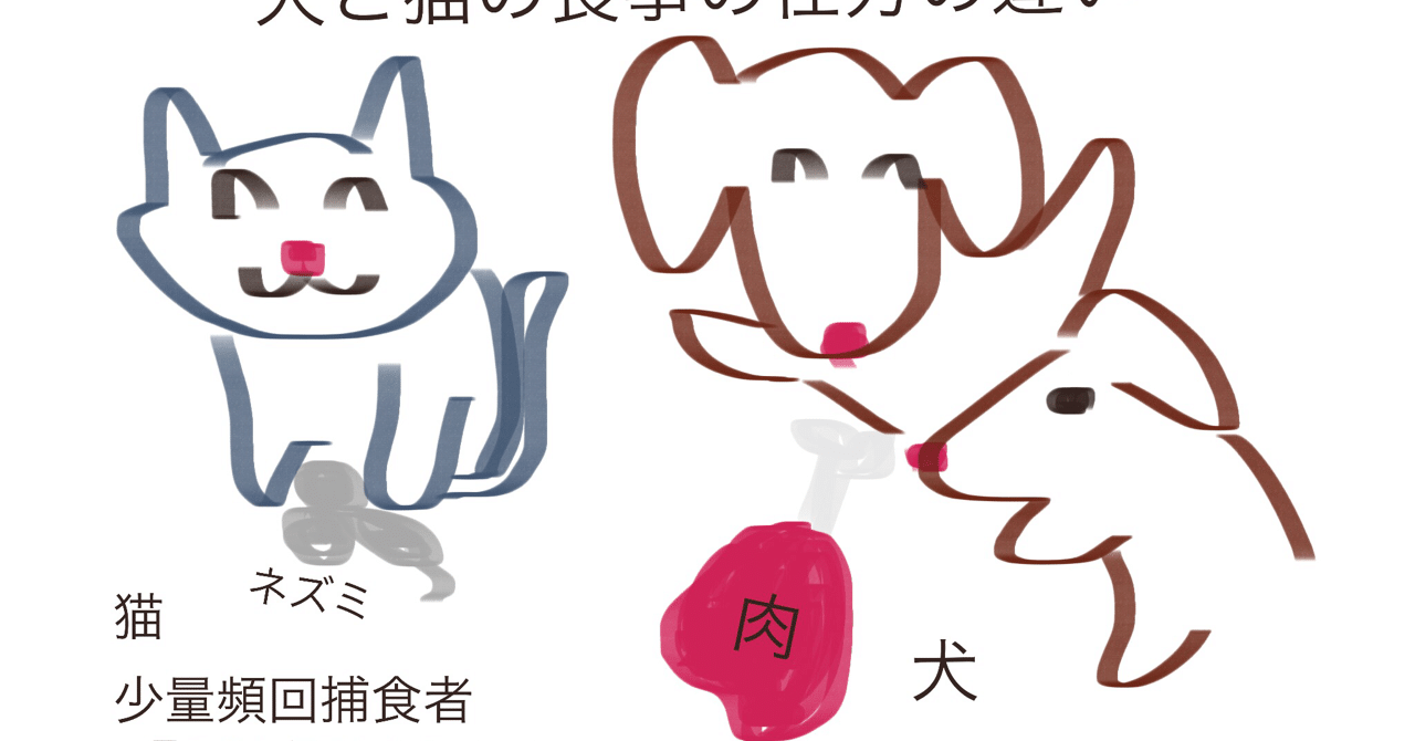 犬と猫の食性の違い 獣医師ふーの 獣医さんとやってみよう自由研究 Note
