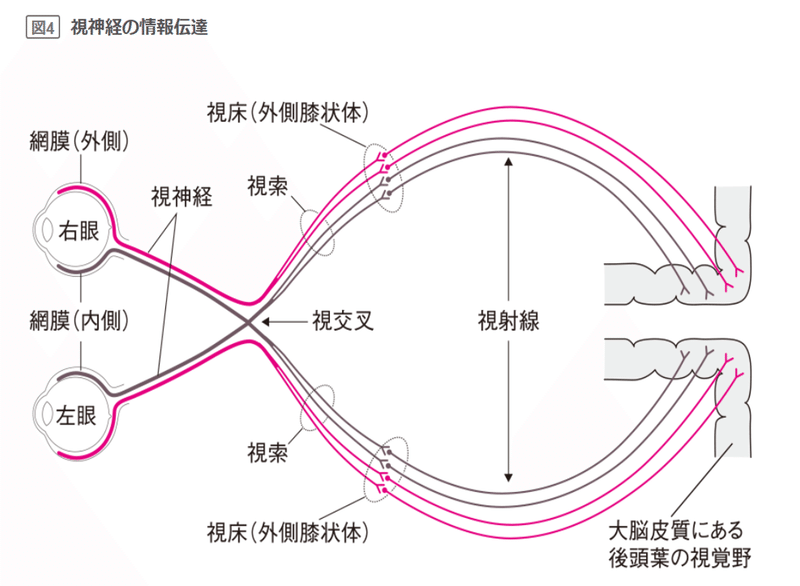 視覚情報処理過程 人は何を見ているのか Riku Hirano Note