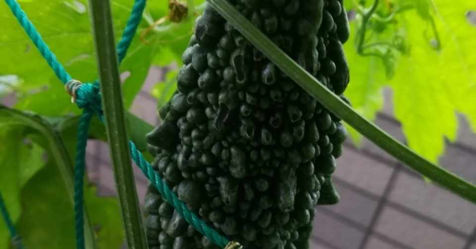 ベランダゴーヤ生育中 たこ焼きマン Note