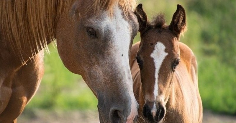 北米種牡馬 年間140頭以上の交配馬が43頭も 北米の新たな試みが始まる 一口馬主マスターb Note