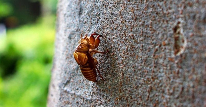 短い夏の風物詩 音で感じる 夏のグラデーション こよりつづり Coyori Note 短い夏の風物詩 音で感じる 夏のグラデーション こよりつづり Coyori Note