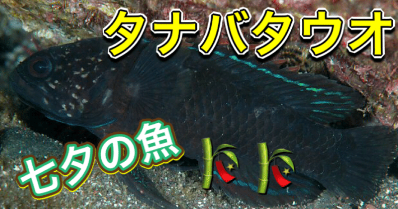 七夕 の魚 タナバタウオ 釣り 山阿呆の大学生 Note