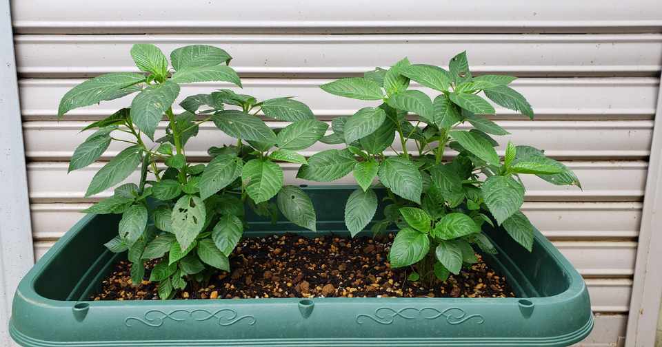 家庭菜園 モロヘイヤ虫食い編 ユウイチ Note