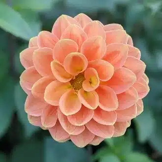 kinako