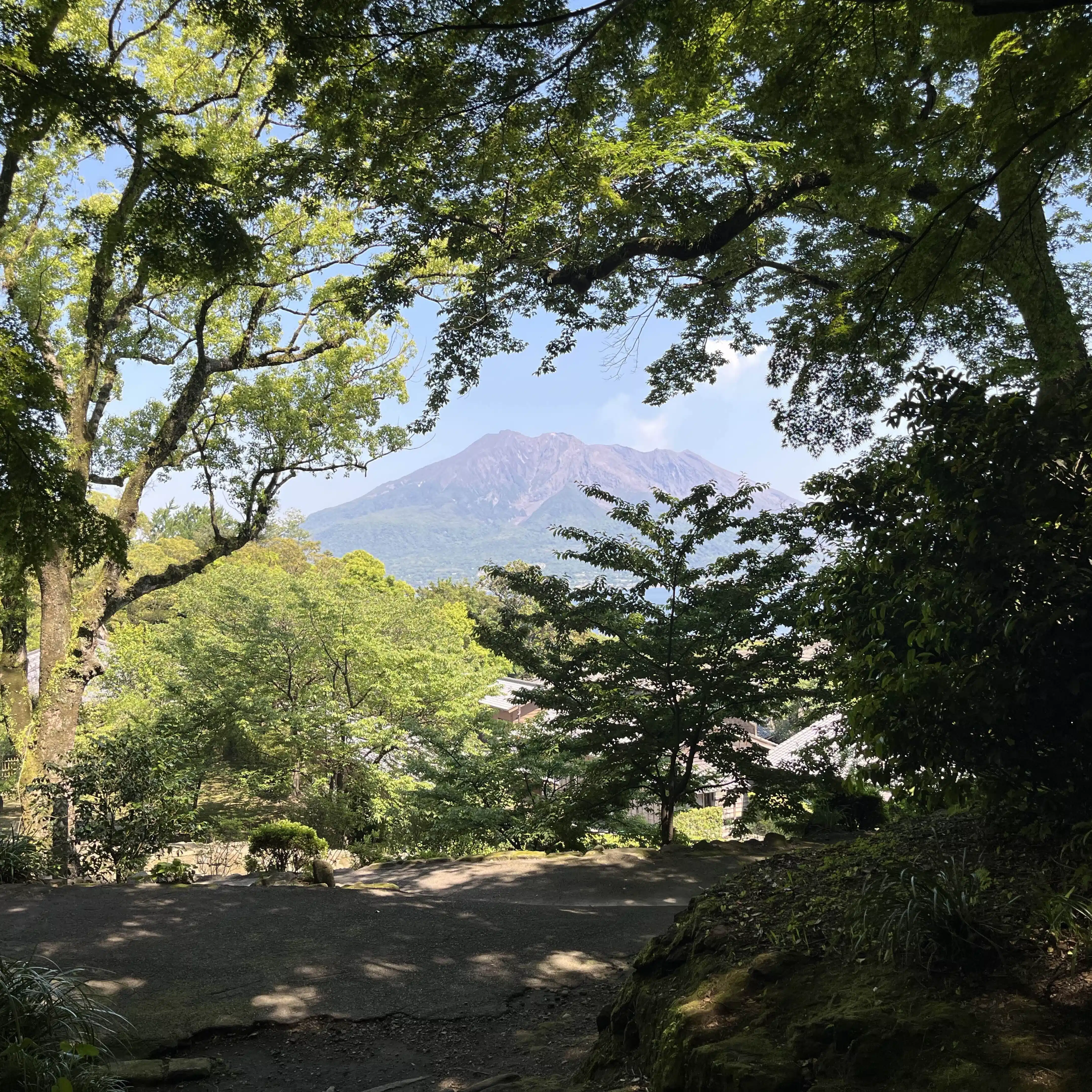 夜鷹