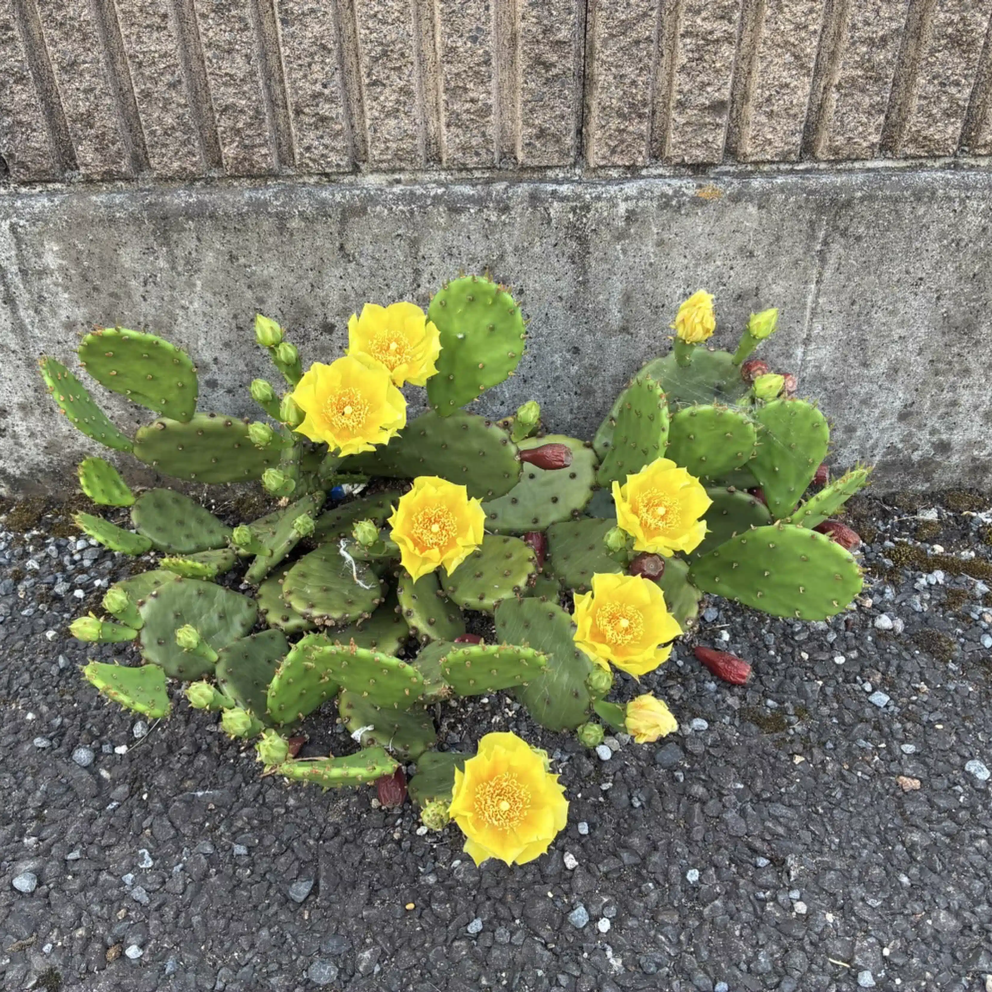 木野咲耶