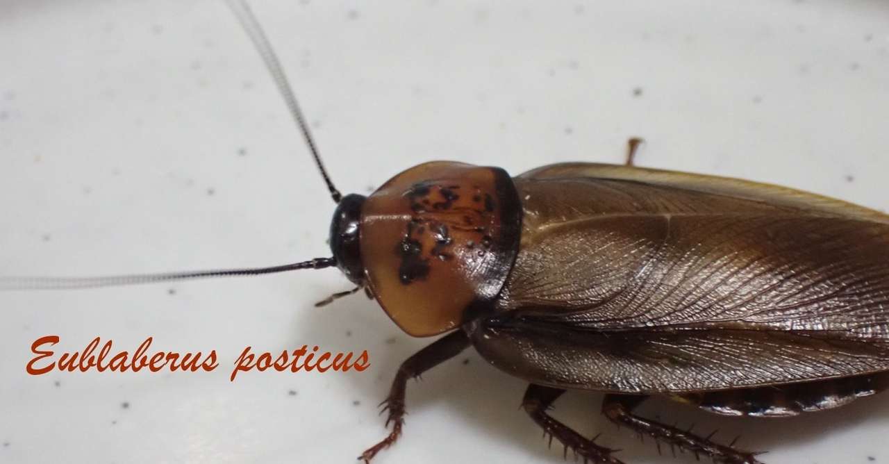 015 ユウレイゴキブリ G組飼育係 Note