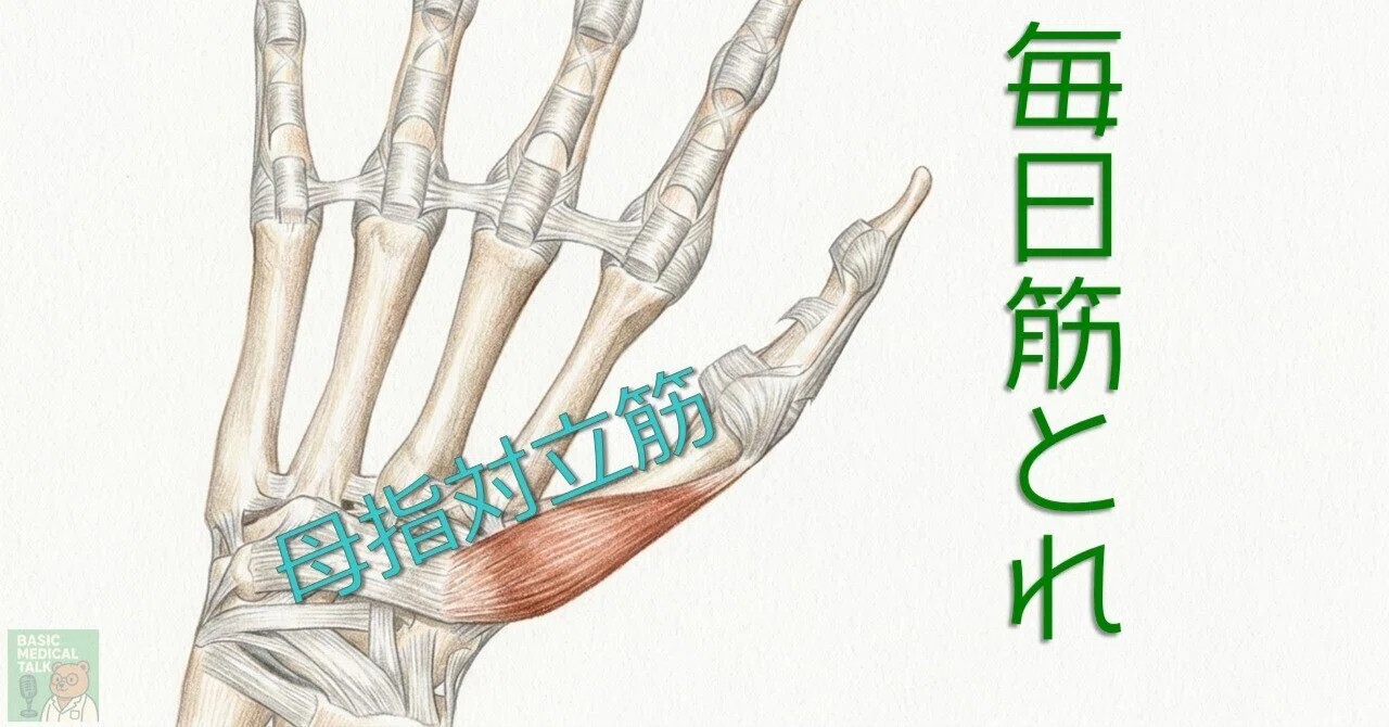 [Daily Muscle Training] 33 | Opponens Pollicis｜Basic Medical Talk ｜身体の ...
