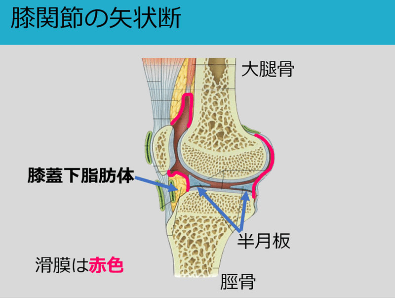 変形性膝関節症と膝蓋下脂肪体 Y K Note